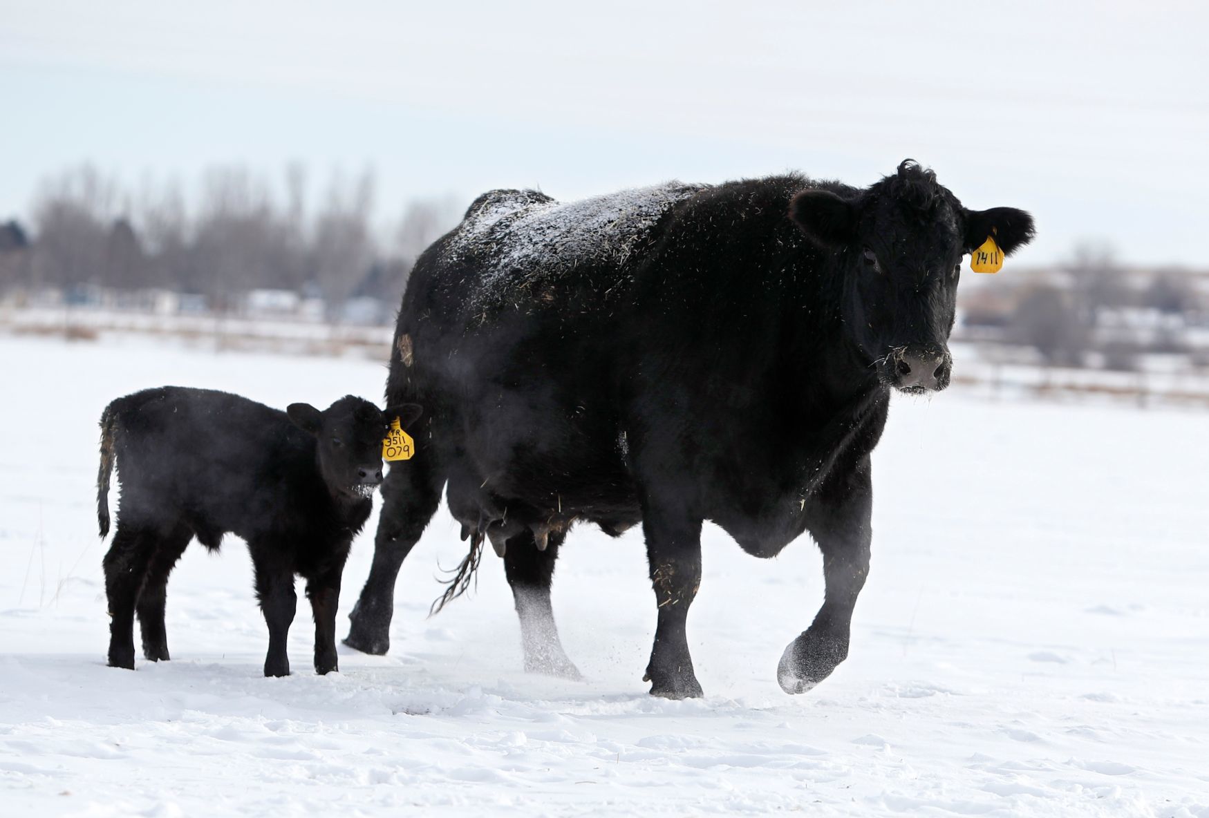 Ballantine rancher Dean Becker